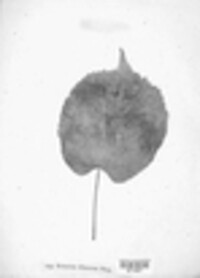 Erineum tiliaceum image